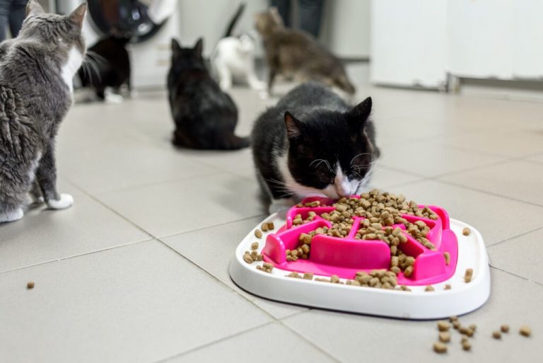 Quelles sont les protéines brutes dans les aliments pour chats ?